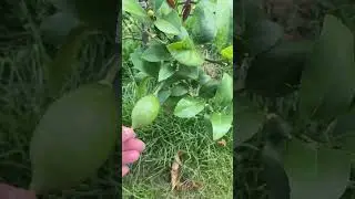 Les petits citron verts