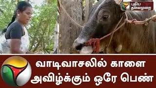 Only lady who grows bull for Jallikattu in Madurai