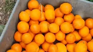 HUGE Backyard Citrus Harvest &bull; GG The Garden Girl #gardening