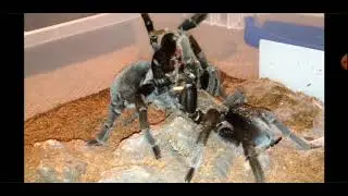 ALbo Nicaragua Tarantula feed Gecko | Rare Tarantula Handling | Breeding G.Pulchra