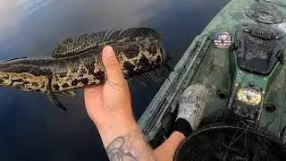 Maryland eastern Shore snakehead *top water frogs and acrobatic snakes*