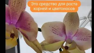 Удобрения для цветения и корней