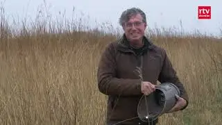 Hermelijn heeft baat bij verbindingen tussen natuurgebieden
