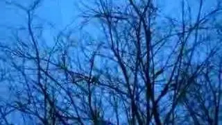 Mobile Alabama Leprechaun Visible, Moving in Tree