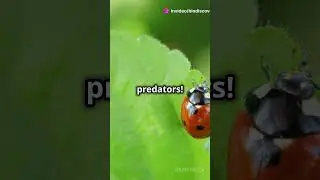 Amazing Ladybird Facts You Didn't Know! #factshorts #animalshorts #biofacts #bioshorts