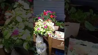 plants