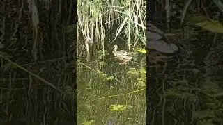 FEEDING THE HUNGRY DUCKS | #SHORTS