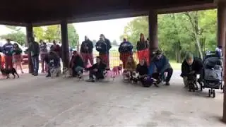 2018 Mid-Tennessee Pug Festival - Run of the Pugs (Video 2)