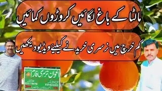 Oring and lemon nursery farm Sargodha | Farming Expert 786