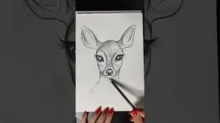 Reh zeichnen lernen ✍🏻