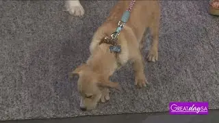 Lucky Spot Dog Rescue | Great Day SA