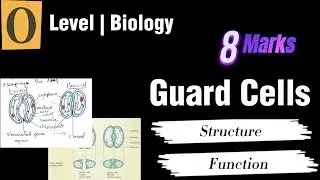 Guard Cells Structure & Functions Explained: O Level | Hand-Drawn Diagrams | Secure full marks!