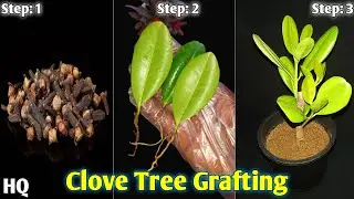 How to grow Clove tree from leaf || grow Clove Tree from Cuttings || Eastern Gardening
