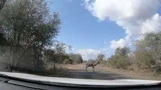 Majestic Greater Kudu on the Road | African Safari Moment