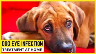 How To Treat Dog Eye Infection At Home🐶Natural Remedies