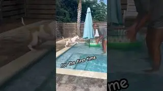 The dog was learning to swim for the first time swim 🐶