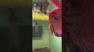 Discus breeding pair#discus #discuss #discusfishtank #discusfish #discusbreeding #discusbreeder