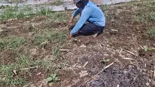 NO TOOLS NEEDED: HOW FARMERS QUICKLY GATHER WEEDS BY HAND! - Agriculture Farming