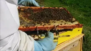 Exceptionnel miell&eacute;e de lierre en Bretagne  le 8 octobre 2021