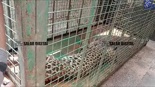 Leopard Trapped In A 30-Foot-Deep Well Was Rescued | Released In To Forest