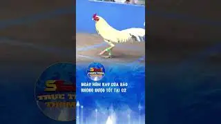 Trực tiếp thomo | G&agrave; của bảo h&ocirc;m nay kh&ocirc;ng được tốt tại CPC2  #st666 #dagathomo #tructiepthomo