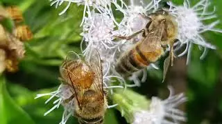 Beautiful wildflowers attract bees, making them desirable for pollination.