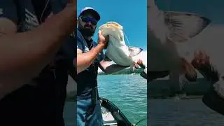 Catfish #fishing #silure #shortvideo #catfish