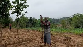500 tajar randu (rambatan cabe jawa)
