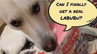 Still love LABUBU! Exciting Macaronblind box unboxing 