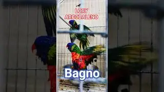 Pappagalli Lory Arcobaleno sono uno show! Impazziti per il bagno!