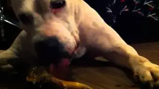 DOG&BONE.MOV