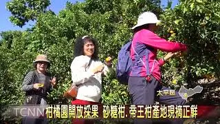 柑橘園開放採果 砂糖柑 帝王柑產地現摘正鮮-大台中新聞