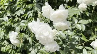 White Roses Bloom in a Garden During Spring Season