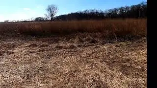 DELAWARE RABBIT DOG HUNTING 12/31/2025 HAPPY NEW YEARS 