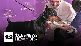 2026 Westminster Kennel Club Dog Show winner gets VIP treatment across NYC