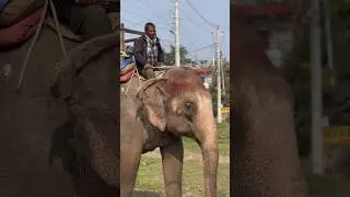 A Gentle Giant Walking Through Our World 🐘&rdquo;#Elephant#GentleGiant#NatureShorts#chitwan
