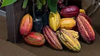 Visitando a CacauFest em Linhares 🍫🌱