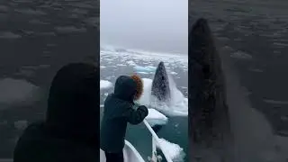 Greenland Shark Escapes an Orca and Nearly Outruns the Ocean Predator #sharks #orca #wildlife