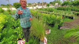 $4 tahitian tulips Ken's Palm Trees St Pete, FL see us on FB@