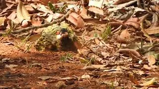 Pica-pau-verde-barrado (Colaptes melanochloros)