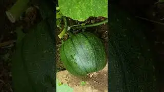 potager abondant fin juillet