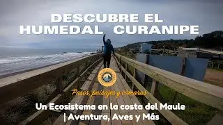 Humedal Curanipe: Un Para&iacute;so Natural en el Maule | Aventura, Aves y M&aacute;s