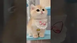 Inside the Mind of Your Cat