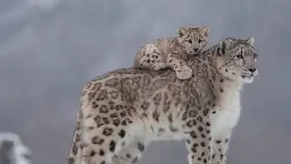 Snow leopard Facts Full Video #facts #video #leopard #trending #snowleopard #wildlife #snow #viral 