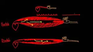 01   Arterial stiffness   05   Compliance   increased blood flow
