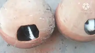 #rabbitbunny#rabbit home#rabbit video#rabbit vilog#bunny vilog