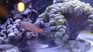 Swalesi Basslet Feeding