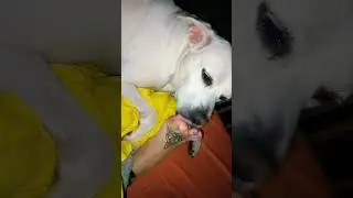 dog won't stop licking me #feet #feetmatter #foot #touching