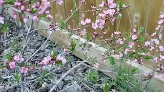 Russian Almond (Prunus tenella) flowering in spring May 19