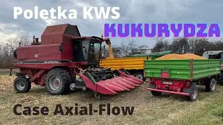 #141 Prawie 17 ton kukurydzy z hektara - KWS INTELIGENS. Kosimy poletka KWS - Case Axial-Flow
